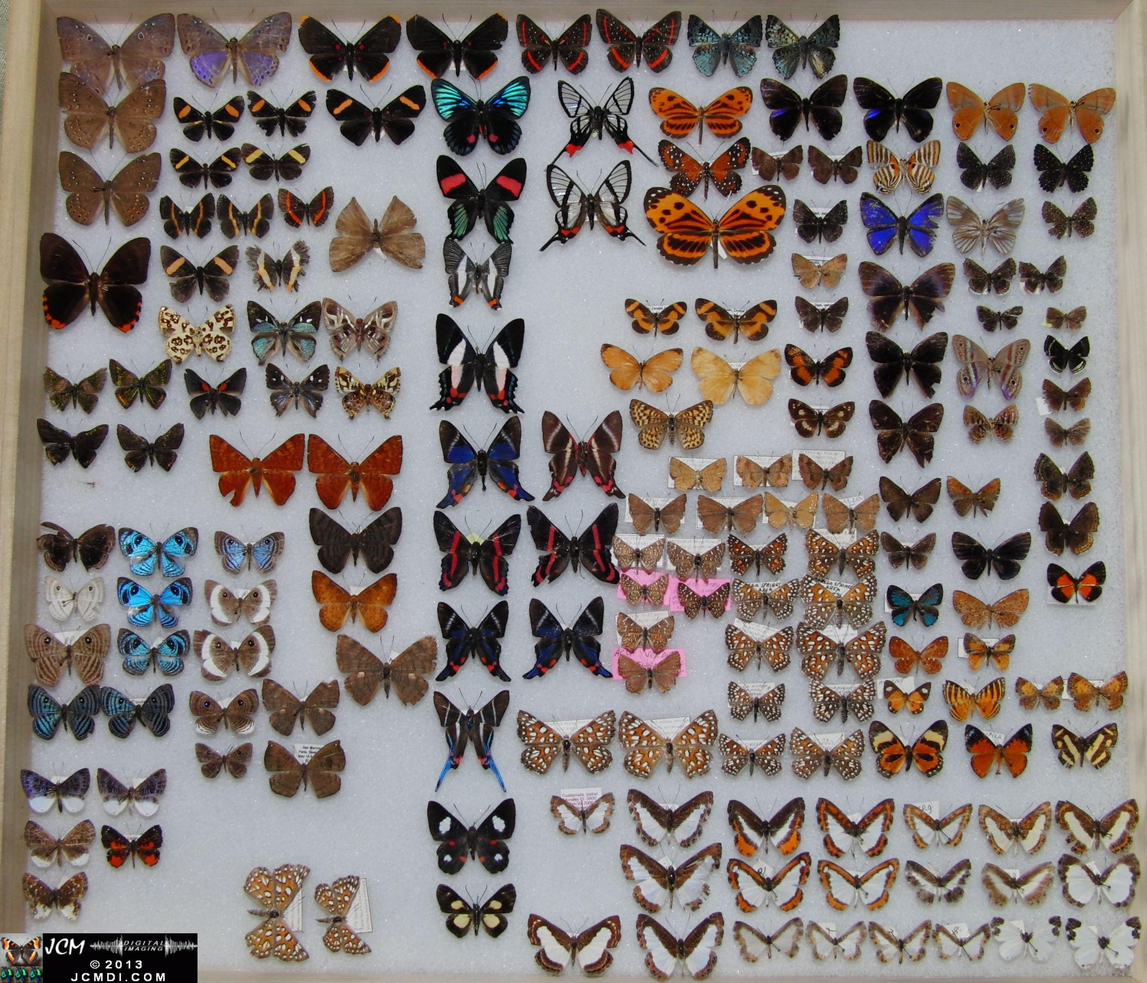 Case of tropical lepidoptera 02-20-2010 